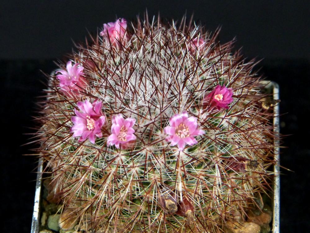 Mammillaria